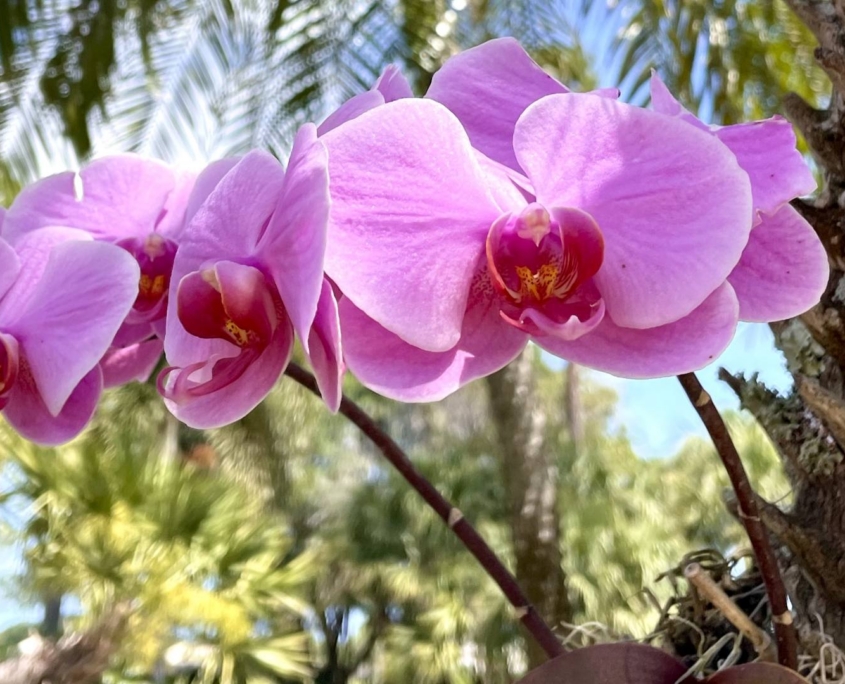 Pink orchid in palm tree