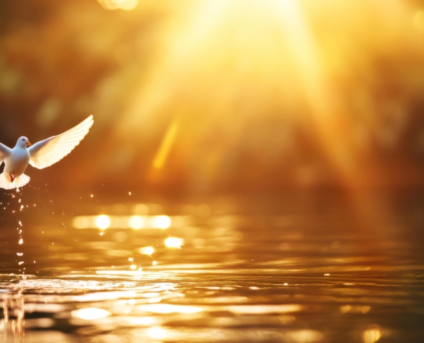 white dove flying over water with sunrise in background