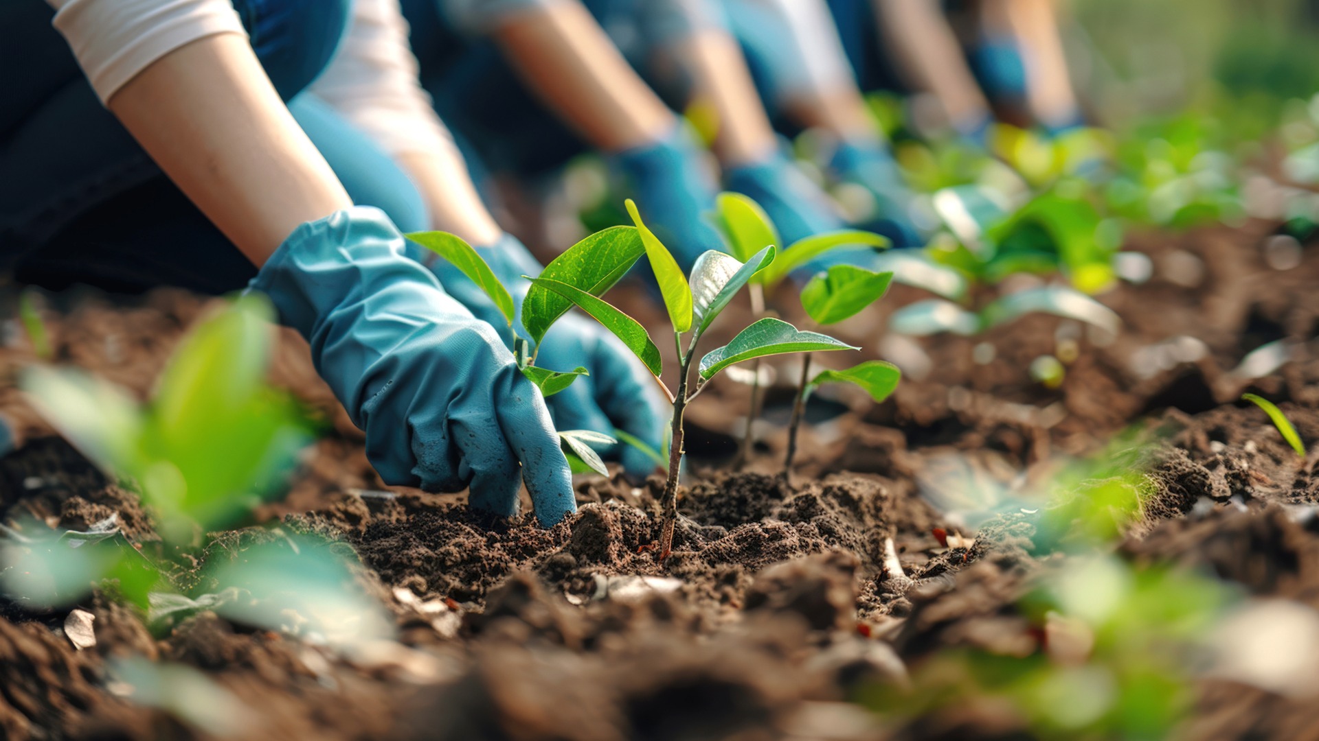 row of people with garden gloves on planting